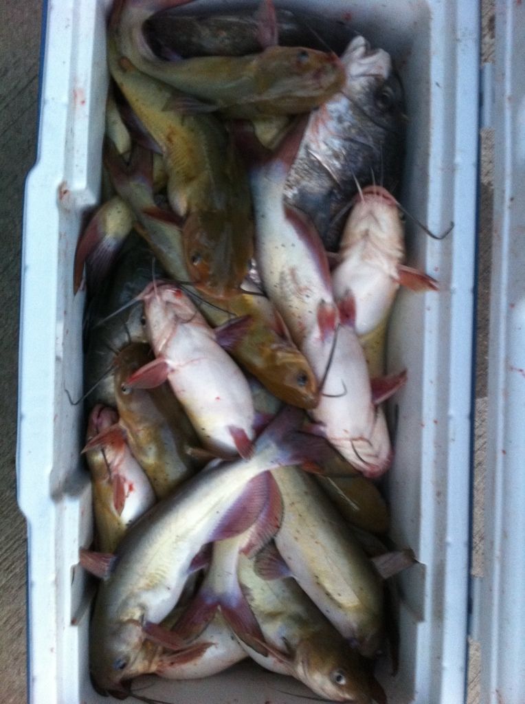 Lake Ray Hubbard Catfish Guided Trips, Pics, & Reports Texas Fishing