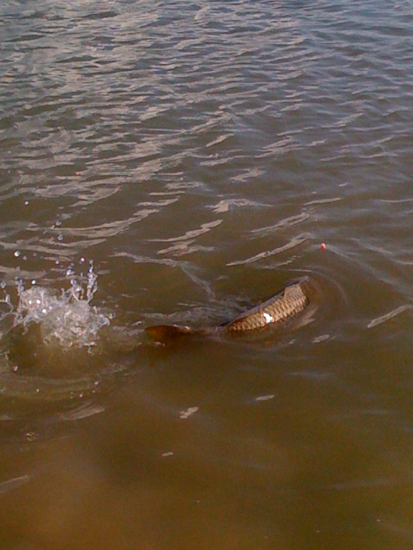 http://i169.photobucket.com/albums/u201/tarponfly/1283129914.jpg