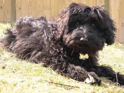 Schnoodle Schnoodle Breed