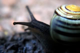 snail.jpg