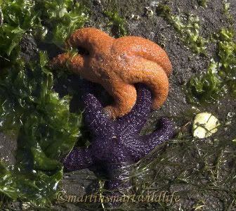 ochre starfish