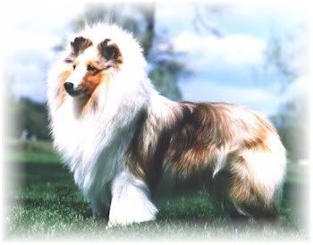 Nelson_Body_sablemerlesheltie.jpg