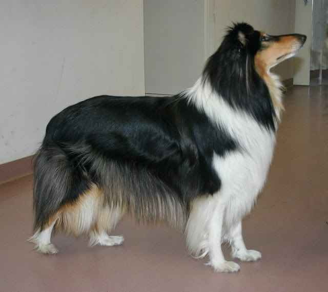 collie.jpg