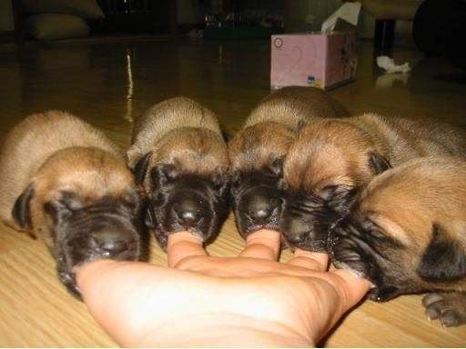 Puppies_Sucking.jpg