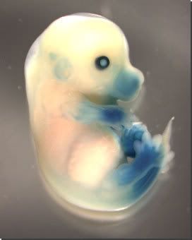 mouse_embryo.jpg