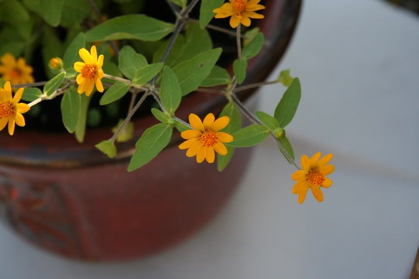 IMAGE: http://i169.photobucket.com/albums/u206/stillkill_bucket/img_0633.jpg