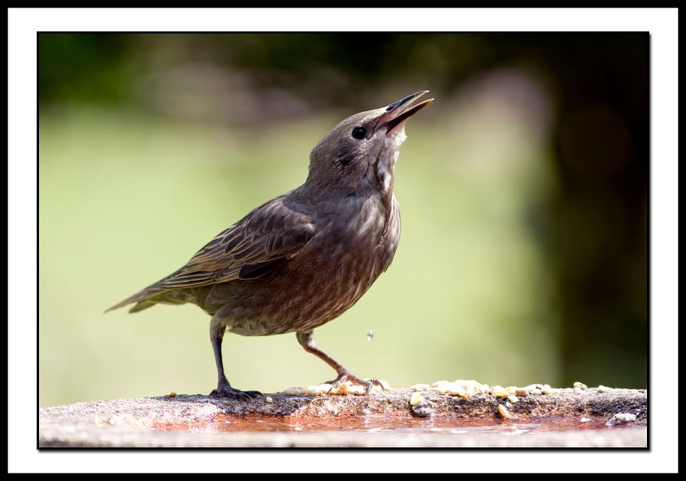 youngstarling3