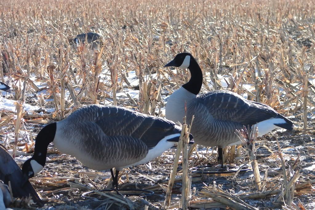 Dakota Decoys North Dakota Fishing and Hunting Forum