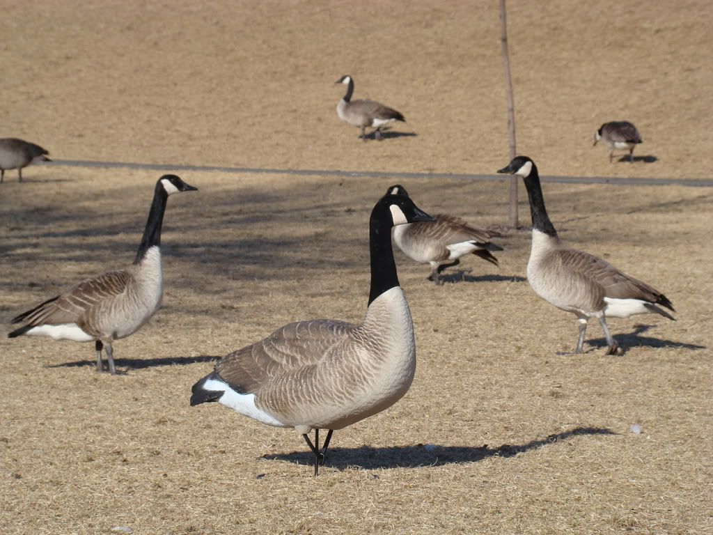 Dakota Decoys North Dakota Fishing and Hunting Forum