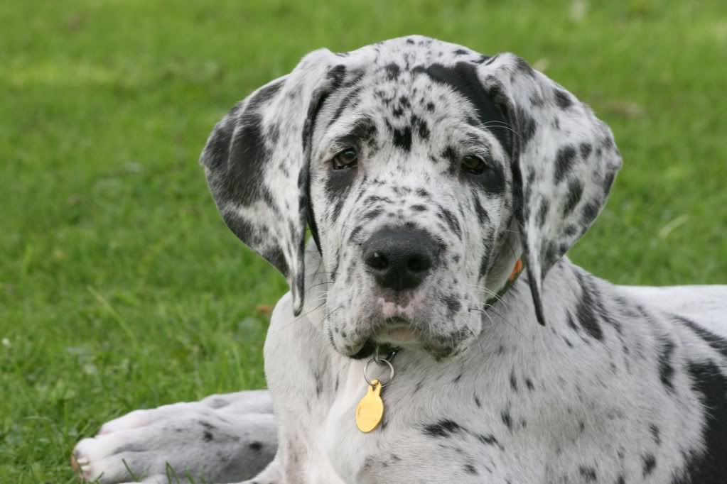 IMAGE: http://i169.photobucket.com/albums/u208/boxerd0g/IMG_2073a.jpg