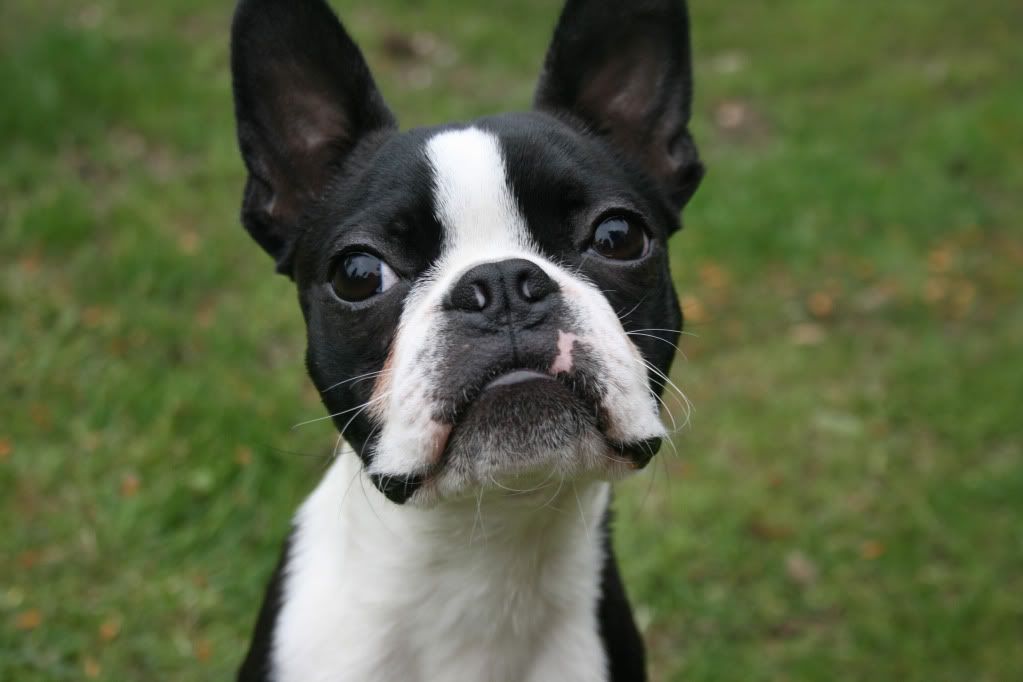 IMAGE: http://i169.photobucket.com/albums/u208/boxerd0g/IMG_5121a.jpg