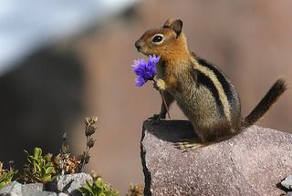 http://i169.photobucket.com/albums/u209/Tygermama/Squirrel-Flower.jpg