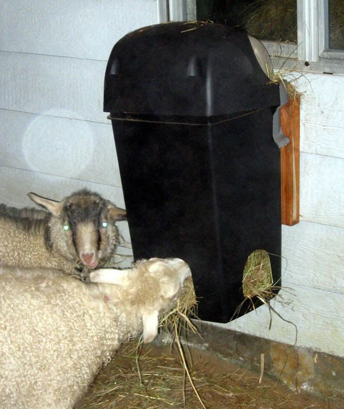 Trashcan hay feeder - Goats