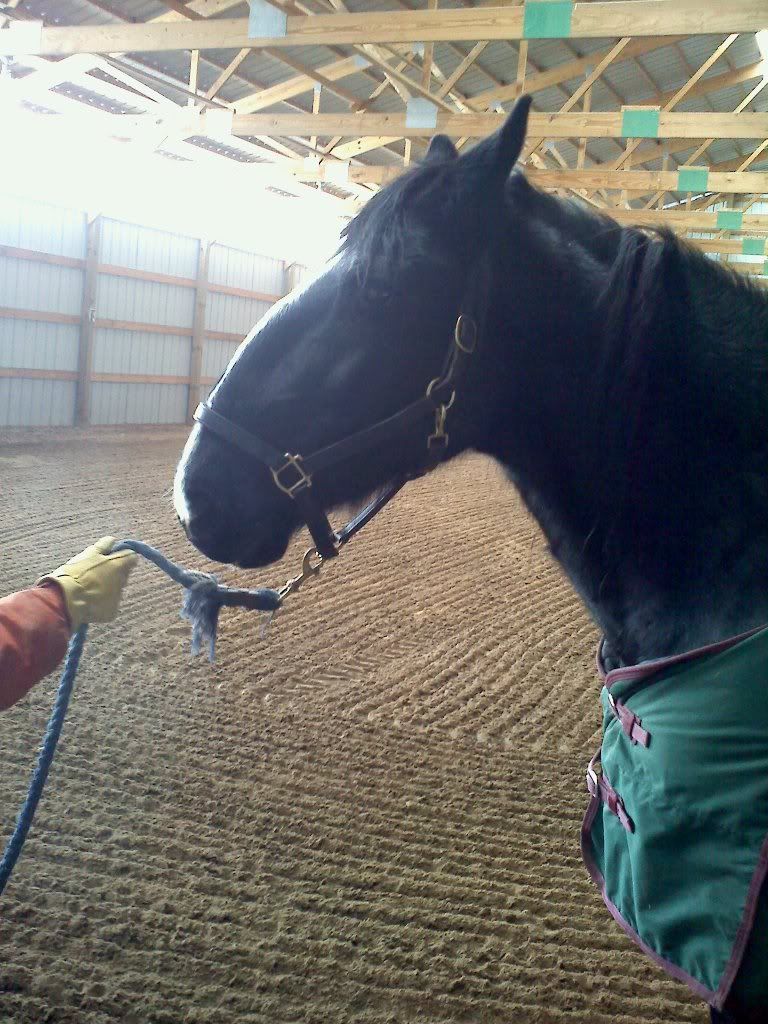 Roman nosed horse - Equine