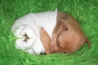 Dexter1.jpg snuggle puppy image by meredithnsu