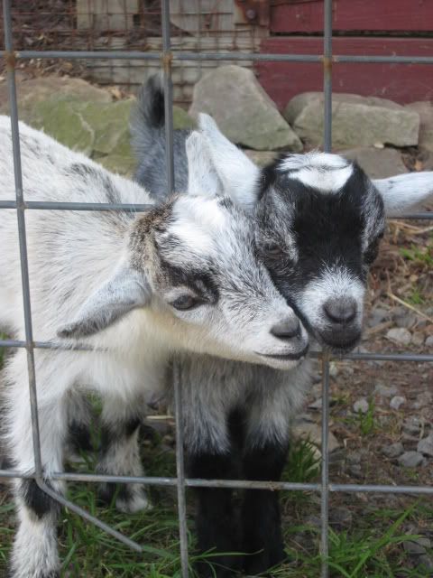 goats photo: goats IMG_1058.jpg