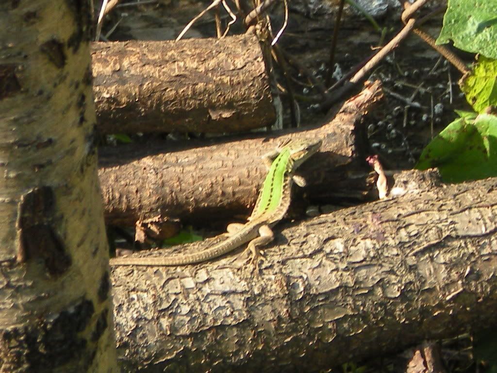 Italian Wall lizards