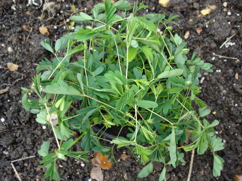 800px-Mimosa_pudica_closed.jpg