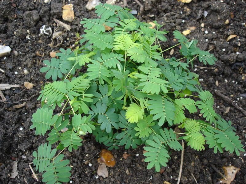 800px-Mimosa_pudica_open.jpg