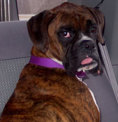 boxer0605p.jpg
