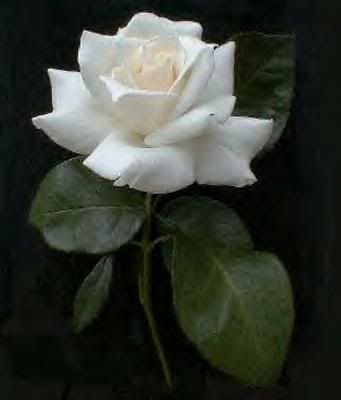 single white rose wallpaper. A single white rose Image