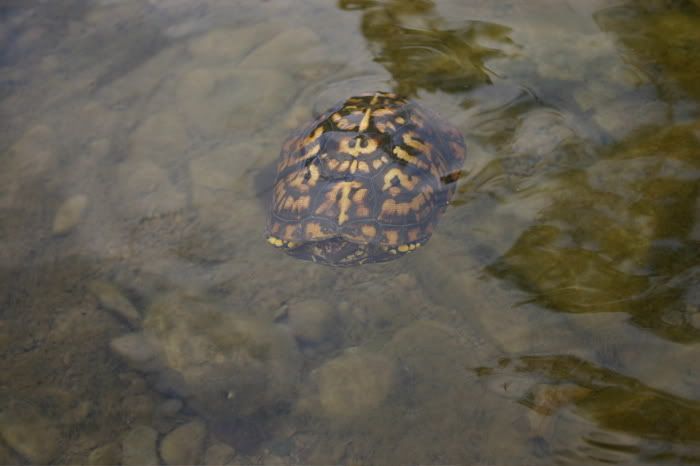 Turtle Frog Mouth