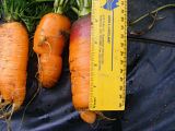 Giant carrots
