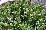 Broad Beans