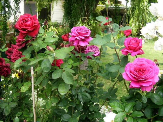 Photobucket - Video and Image Hosting