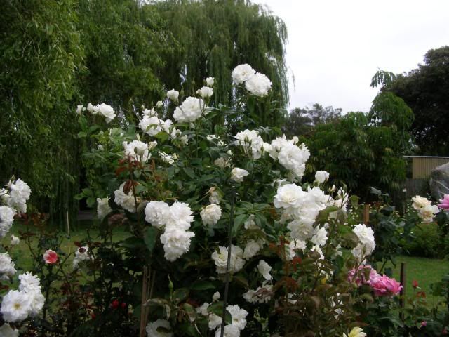 Photobucket - Video and Image Hosting