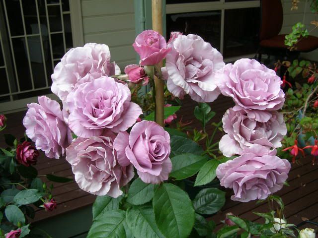 french roses