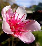 Nectarine Blossom