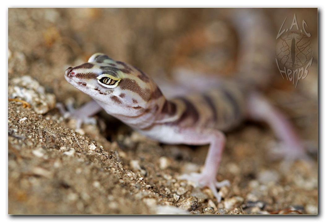 IMG_10047Coleonyxvariegatusmacro.jpg