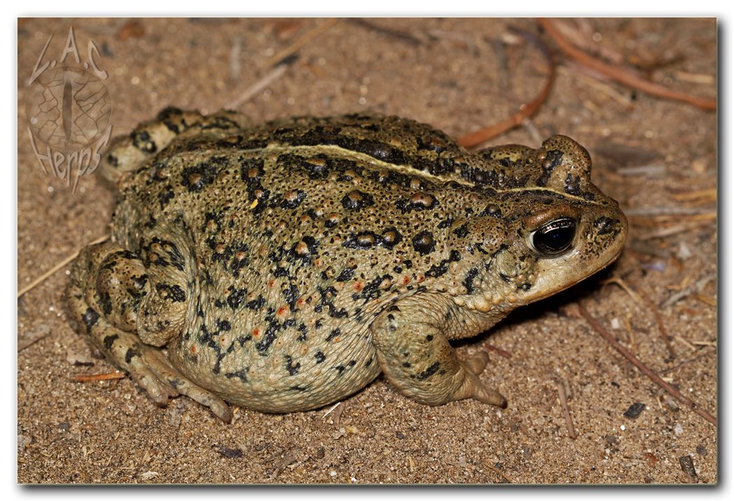 IMG_10058Bufoboreashalophilus.jpg