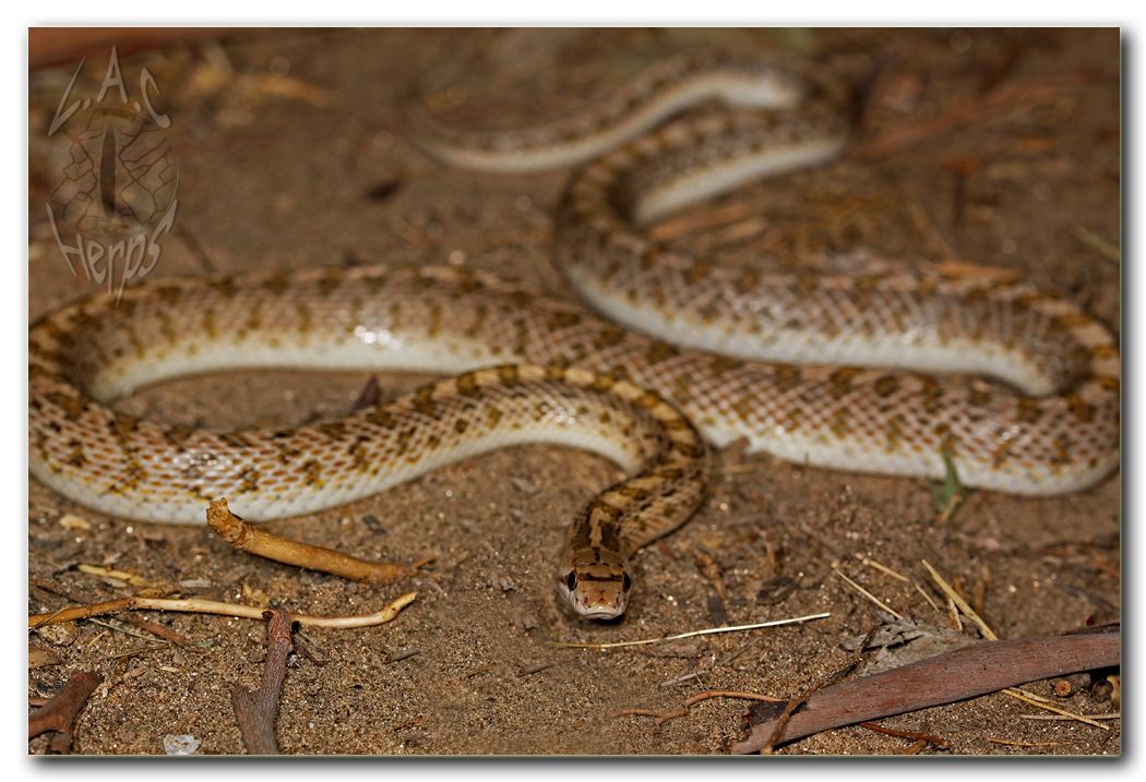 IMG_10066Arizonaoccidentaliseburnata.jpg