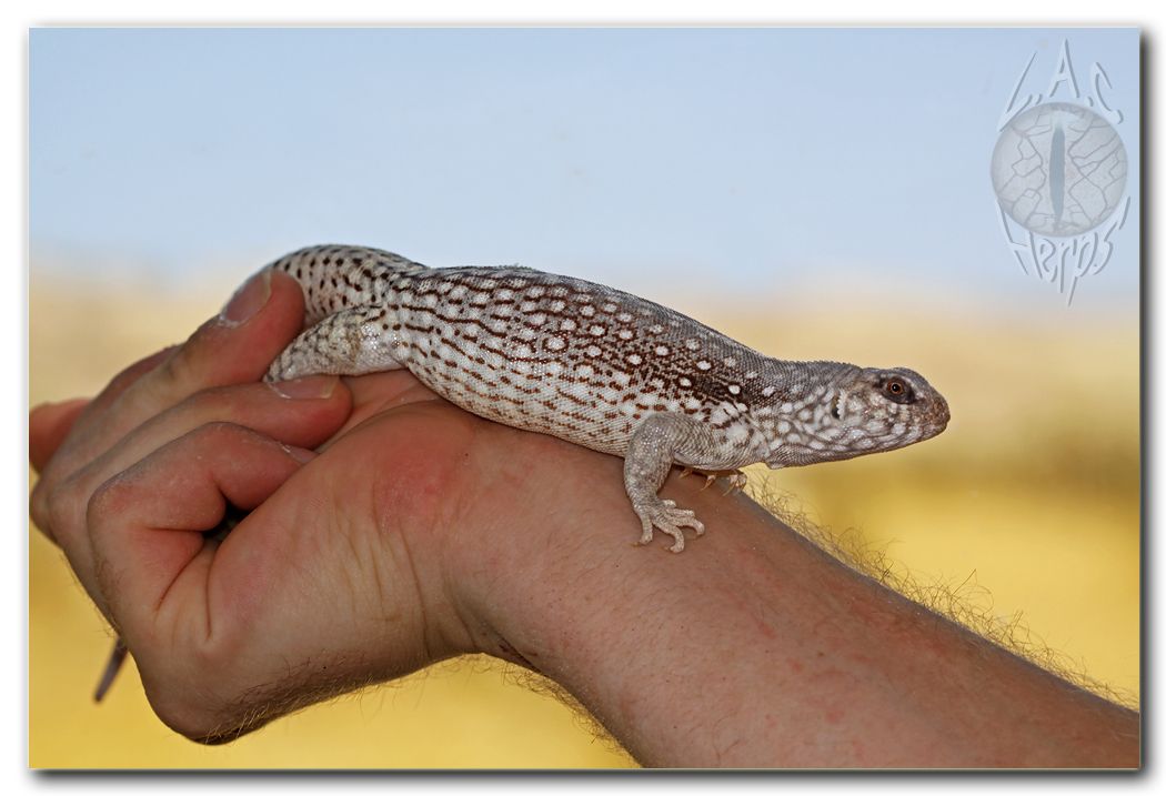 IMG_10124Dipsosaurusdorsalisdorsalis.jpg