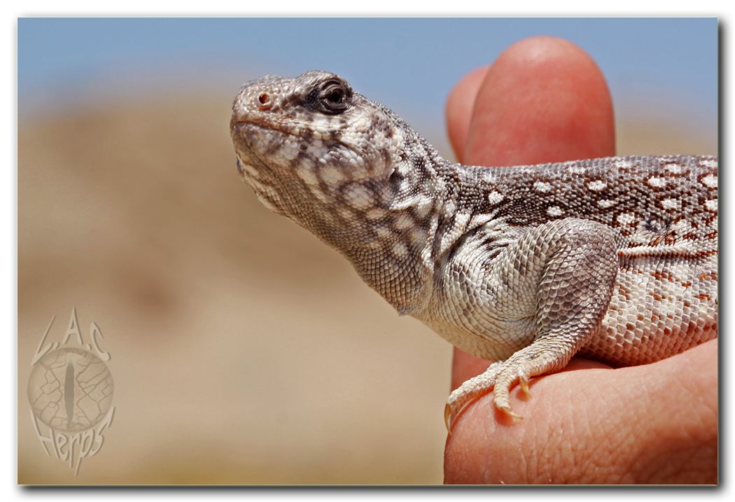 IMG_10135Dipsosaurusdorsalisdorsalis.jpg