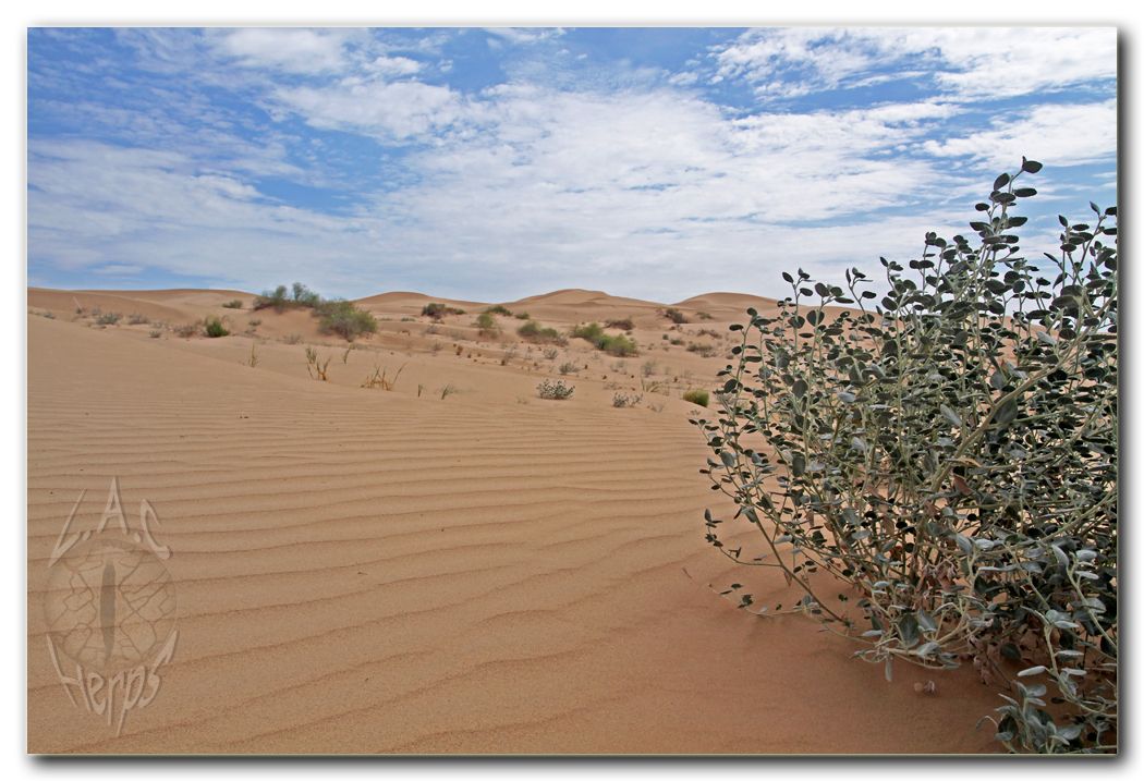 IMG_10162imperialsanddunes.jpg