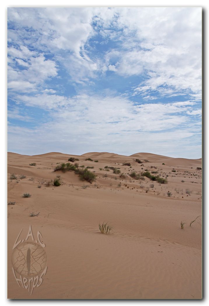 IMG_10166imperialsanddunes2.jpg