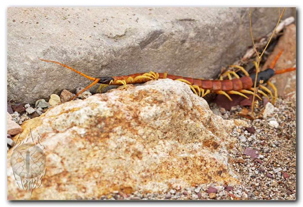 IMG_10437centipede.jpg