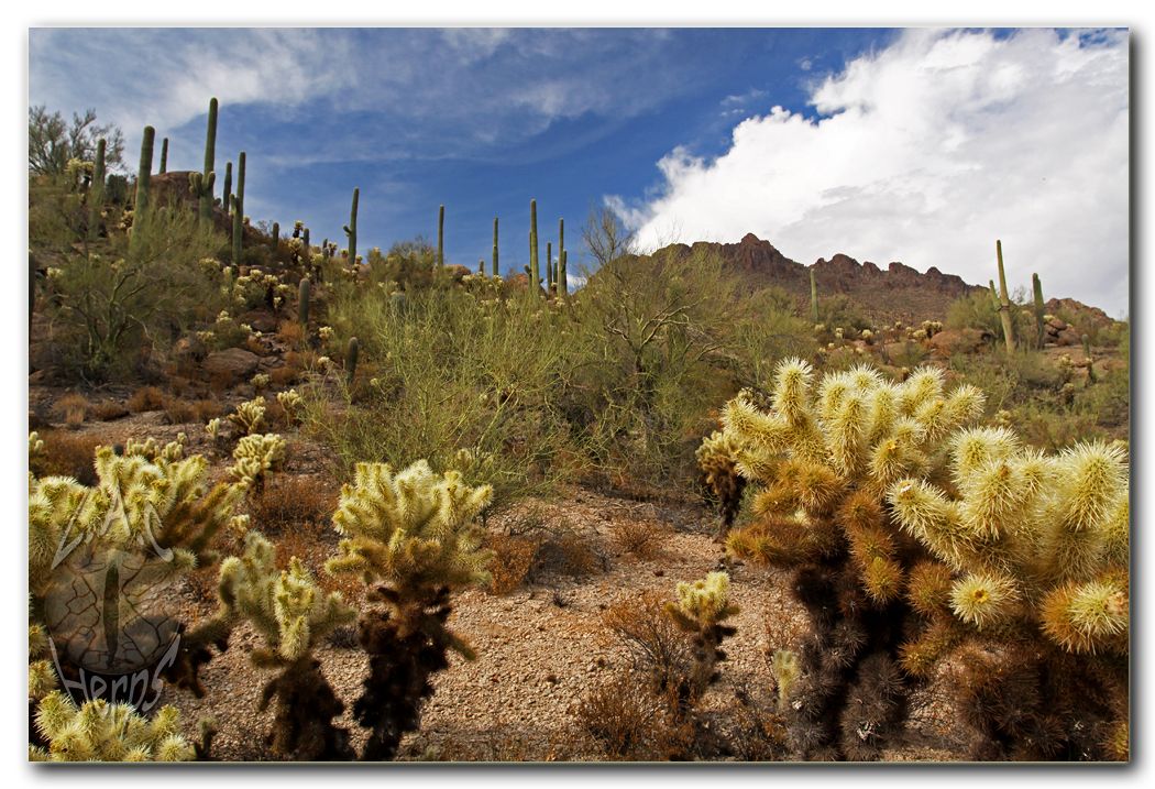 IMG_10507saguaronpscenery2.jpg