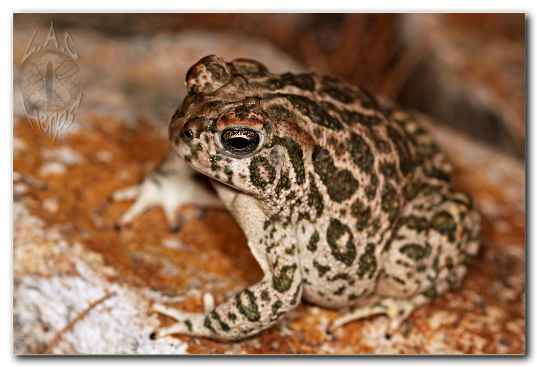 IMG_10806Bufocognatus.jpg