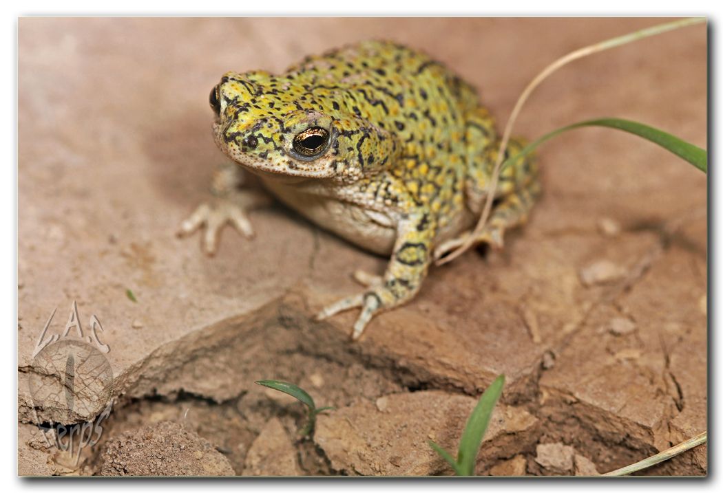 IMG_10866Bufodebilis.jpg