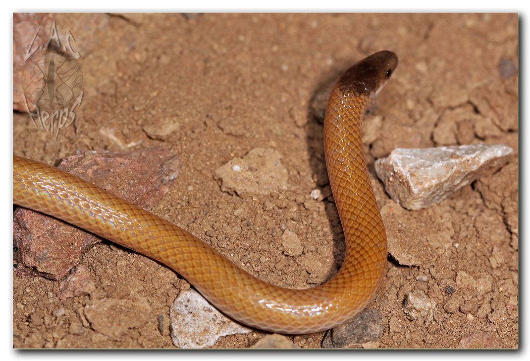 IMG_10904Tantillanigriceps.jpg