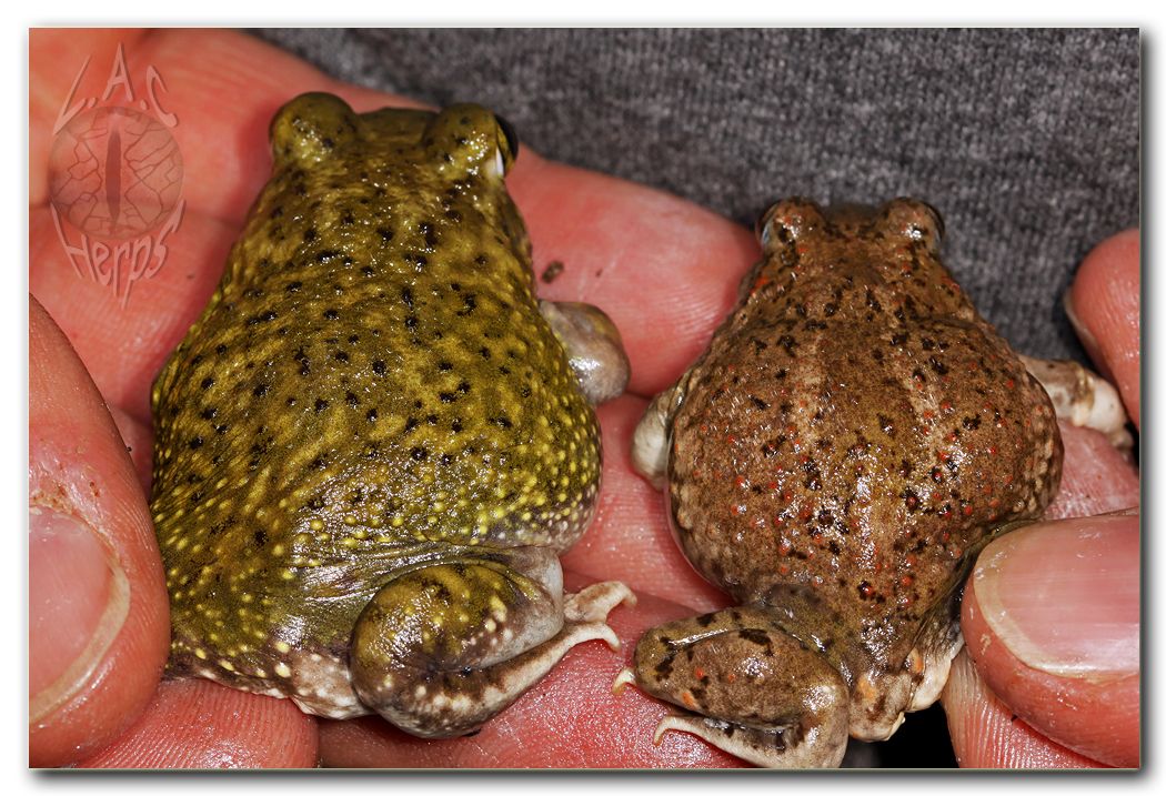 IMG_10941spadefootcomparison.jpg