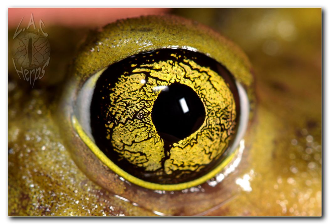 IMG_10945Scaphiophuscouchiieyemacro.jpg