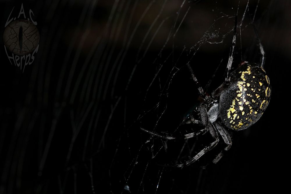 IMG_10951spideronweb.jpg