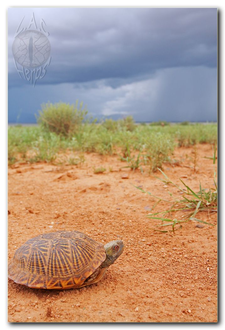 IMG_11153Terrapeneornata.jpg