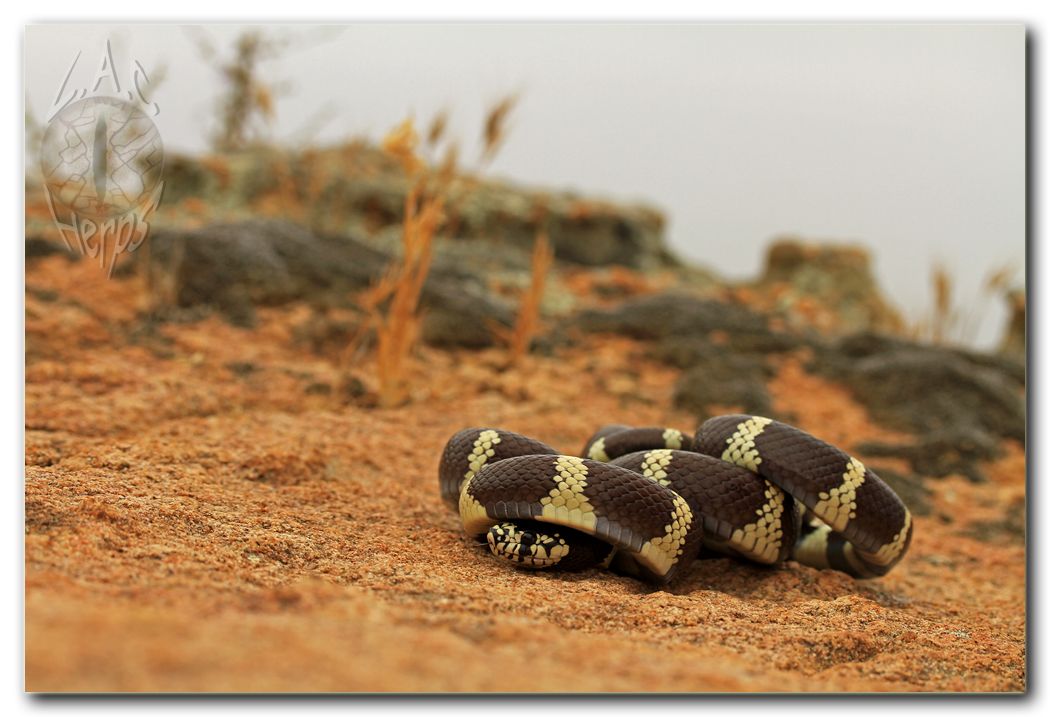 IMG_9014Lampropeltisgetulacaliforniae.jpg