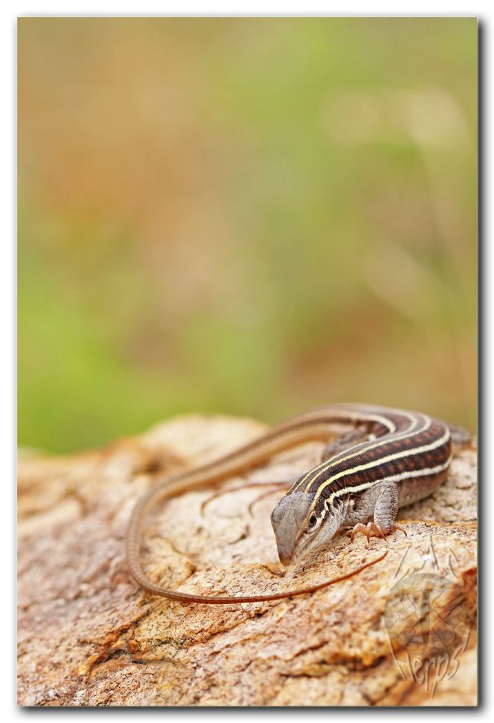 IMG_9385Aspidoscelissonorae.jpg